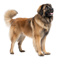 Estrela Mountain Dog AI Generated Image