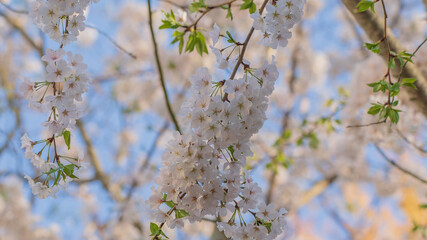 Cherry blossoms are in full bloom in Fort Mill & Tega Cay! 🌸 Enjoy the beauty of spring while it...