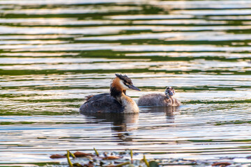 The waterfowl bird, great crested grebe with chick, swimming in the lake.