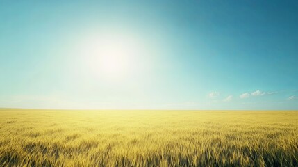 Obraz premium Golden wheat field under a clear blue sky, symbolizing agriculture and rural life.