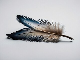 Isolated feather on a white background