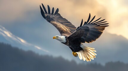 Obraz premium Wildlife photography of a majestic eagle soaring through the sky, freedom and power concept.