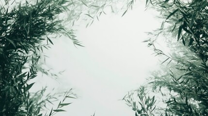 Obraz premium Misty forest frame, nature, leaves, fog, peaceful scene, background for design