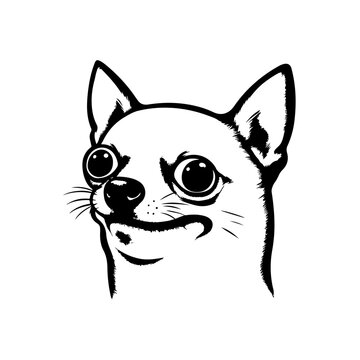 Chihuahua Meme Face