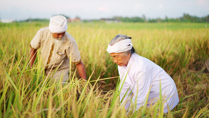 Old asian couple farmers on paddy plantation harvesting rice grain in Bali Indonesia, man and...
