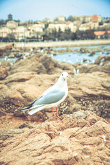 Seagulls on the coast
