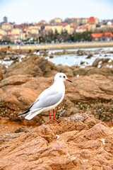 seagull