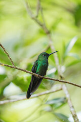 hummingbird on a branch