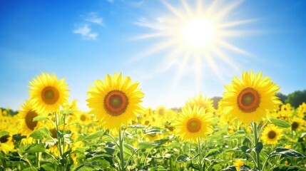 Beautiful sunflowers growing under the bright sunny clear blue sky