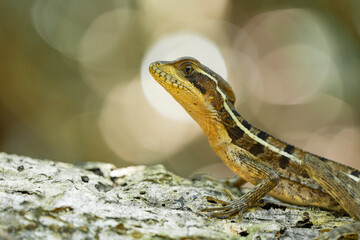 Striped basilisk lizard resting on tree bark in natural habitat