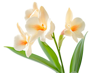 Fototapeta premium Closeup Image Of Pastel Peach Orchids With Green Leaves