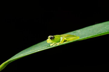 Glass frog resting on a green leaf in the rainforest of Costa Rica