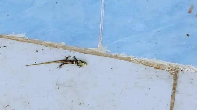 A reptile with yellow stripes basking in the wild