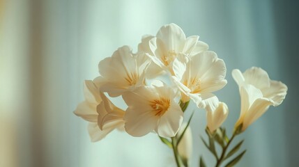 Naklejka premium Delicate Cream Colored Flowers Blooming Beautifully