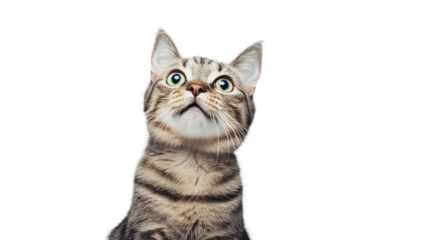 A curious tabby cat sitting upright with an astonished expression, its tail curled, isolated on a Transparent background, PNG file