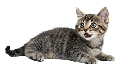 Obraz premium A playful tabby cat with its mouth slightly open and whiskers spread, expressing a surprised look, isolated on a Transparent background, PNG file