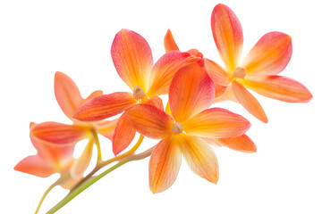 Fototapeta premium Closeup View Of Orange And Pink Orchids