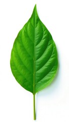 Obraz premium A single leaf with intricate veins isolated on a white background, foliage, green, botanical