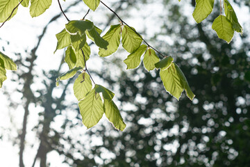 Young fresh new growth beech tree leaves on a branch looking translucent in morning spring sunlight