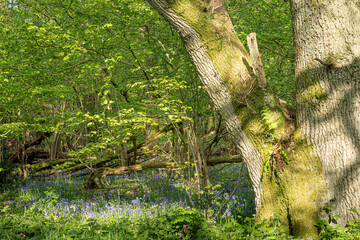 English common bluebell Hyacinthoides non-scripta flower growing  in a woodland under a large oak tree bathed in spring sunlight