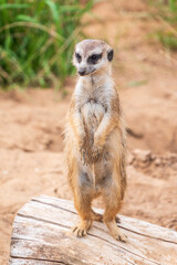 Meerkat, Suricata suricatta, on hind legs. Portrait of meerkat standing on hind legs with alert expression. Portrait of a funny meerkat sitting on its hind legs.