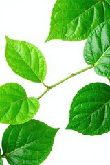 Fototapeta premium Lush green leaves isolated on white background, botanical,