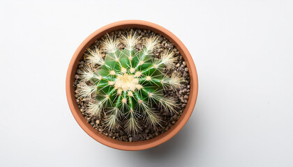 top view of a small potted cactus succulent on a white background isolated background