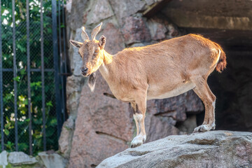 Markhor female on the rock. Latin name - Capra falconeri. Wild goat native to Central Asia,...