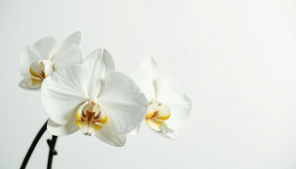 Delicate white orchid blossom against pure white backdrop, elegant, white background