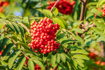 Autumn bright red rowan berries with leaves
