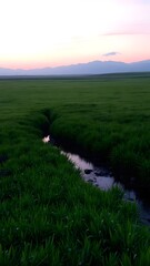 Serene Dusk Over Lush Rice Fields