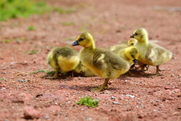 baby goose 1327
