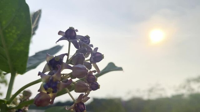 Silhouette landscape of nature flower calotropis or gigantea at nature lush with sunlight (sunset or sunshine) in countryside or park