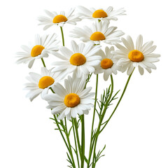 Fototapeta premium Daisy Bouquet with White Petals and Yellow Centers Isolated