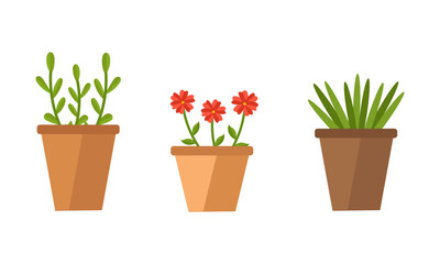 Obraz premium Set of 3 pots with plants