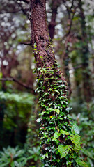 아름다운 재주도 삼나무와 비자림 나무
