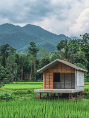 A rustic wooden cabin in the forest surrounded by trees and grass with a clear sky, creating a peaceful rural landscape