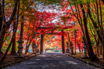 Fototapeta premium 京都の大原野神社の秋景色