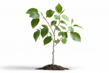 Delicate sapling birch tree isolated on white background nature photography minimalist environment close-up viewpoint concept of growth and renewal