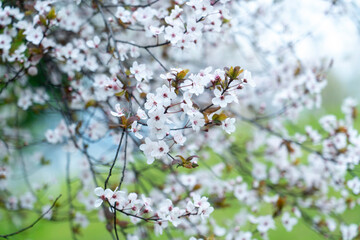 Prunus cerasifera 