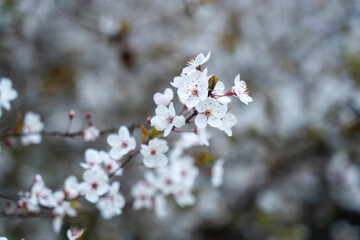 Prunus cerasifera 
