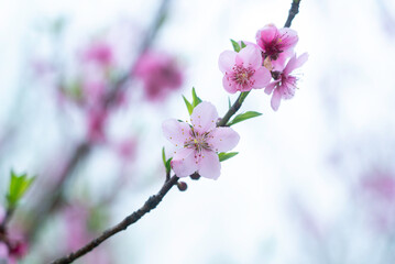 peach blossom