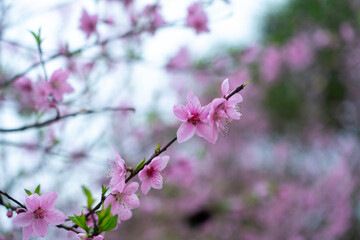 peach blossom