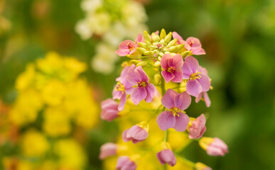 Colorful Rapeseed Flowers