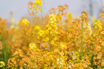 Colorful Rapeseed Flowers