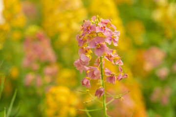 Colorful Rapeseed Flowers