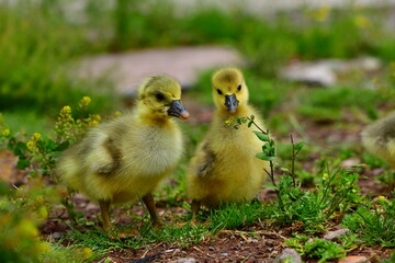 baby goose 1328