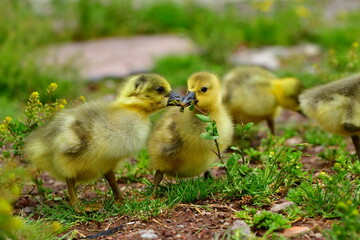 baby goose 1329