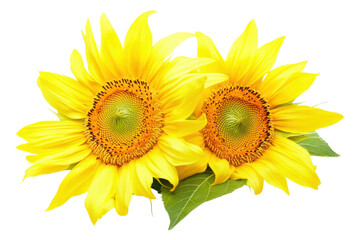 Obraz premium Pair Of Vibrant Sunflowers Blooming Against A Transparent Background Bringing Natural Beauty