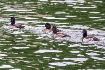 Male tufted duck, Aythya fuligula, swim in the pond